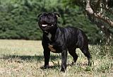 STAFFIE 375